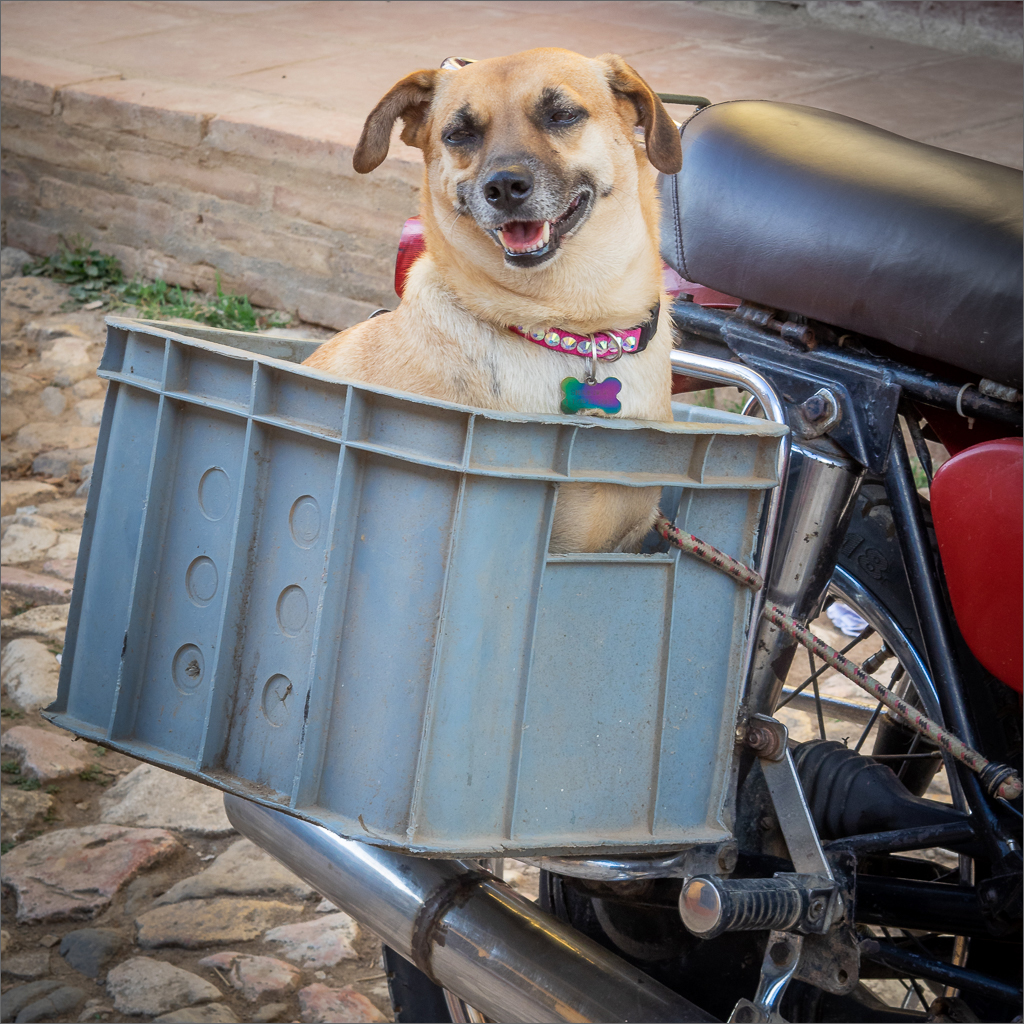 February 2019 Pets Hereford SA Photography Club